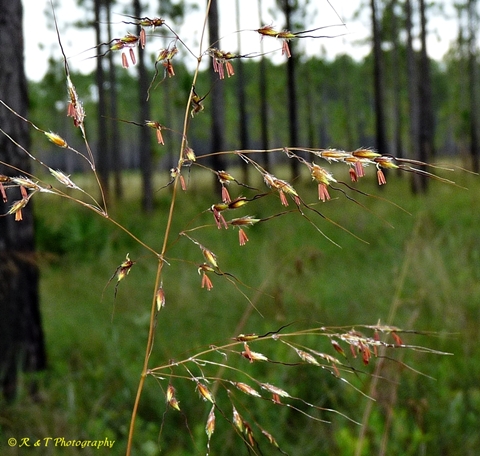 {Sorghastrum apalachicolense}